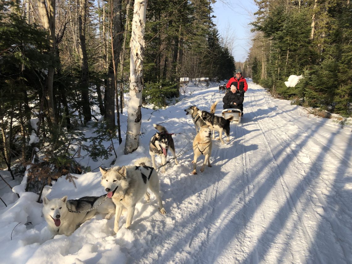 Balade en chiens de traîneaux - Auberge Le P'tit Bonheur à Québec